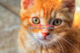 Cute Kitty Cat in HDR