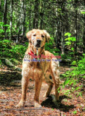 HDR Golden Retriever in the Woods 3